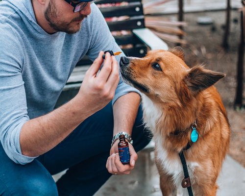 Person cleaning dog paws after a walk outside